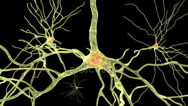 Neuronas piramidales (células nerviosas) de la corteza frontal del cerebro humano, ilustración por ordenador - foto de stock
