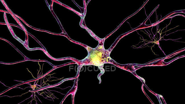 Пірамідальні нейрони (нервові клітини) лобової кори людського мозку, комп 