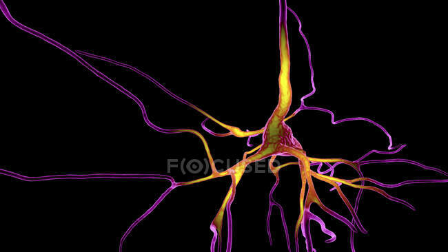Pyramidenneuronen (Nervenzellen) des Stirnhirns des Menschen, Computerillustration — Stockfoto