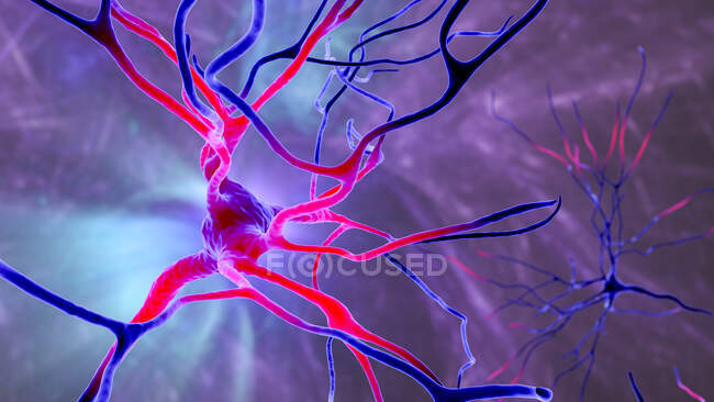 Pyramidal neurons (nerve cells) of human brain frontal cortex, computer illustration — Stock Photo