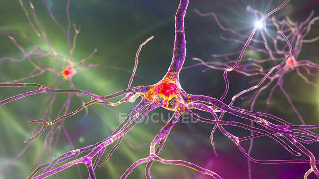 Пірамідальні нейрони (перекриті клітини) лобової кори головного мозку людини, комп'ютерна ілюстрація — стокове фото