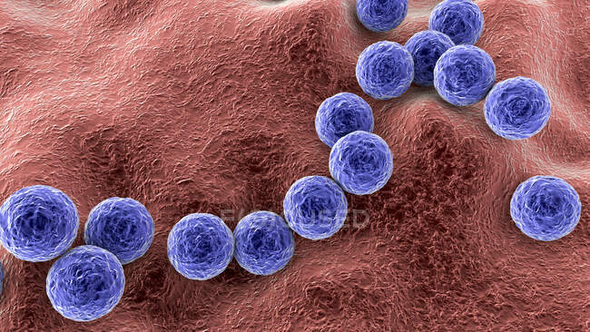 Batteri Streptococcus pyogenes. Illustrazione al computer 3D di Streptococcus pyogenes, o Streptococcus di gruppo A, batteri. S. pyogenes è un batterio sferico gram-positivo (cocco) — Foto stock
