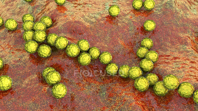 Streptococcus pyogenes bacteria. Ilustración 3D por computadora de Streptococcus pyogenes, o Streptococcus del grupo A, bacteria. S. pyogenes es una bacteria esférica grampositiva (coccus) - foto de stock
