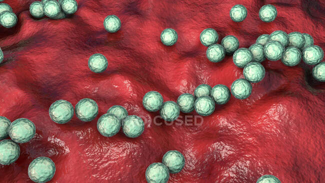 Batteri Streptococcus pyogenes. Illustrazione al computer 3D di Streptococcus pyogenes, o Streptococcus di gruppo A, batteri. S. pyogenes è un batterio sferico gram-positivo (cocco) — Foto stock
