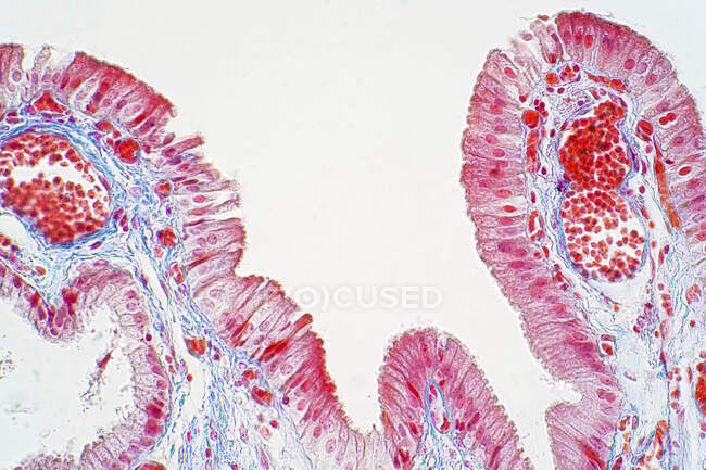 Epitelio columnar simple, micrografía ligera - foto de stock