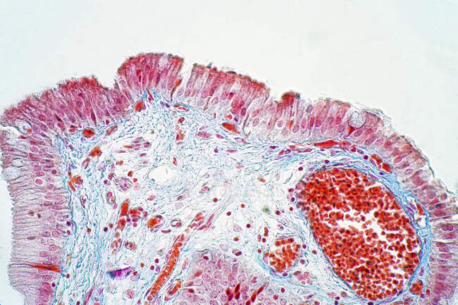 Epitelio columnar simple, micrografía ligera - foto de stock