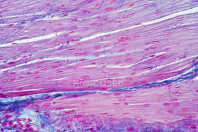 Menschliche glatte Muskeln, leichte Mikrographie. — Stockfoto