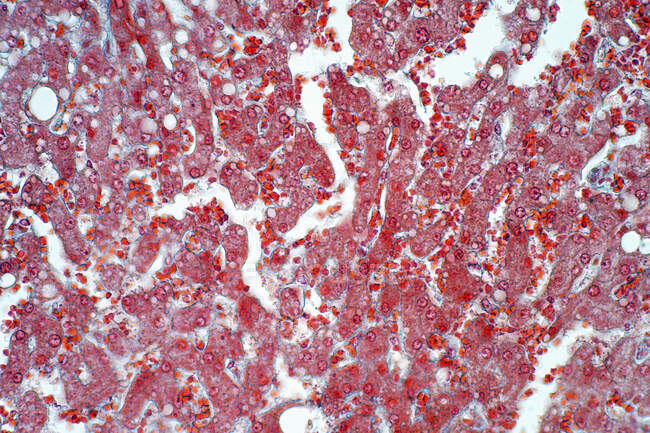 Тканина печінки, легкий мікрограф. тканини тварин . — стокове фото