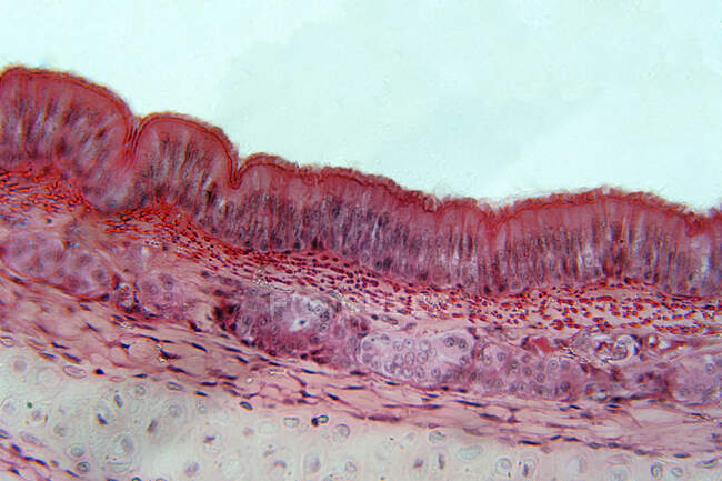 Épithélium pseudostratifié, micrographie photonique. L'épithélium pseudostratifié est un type d'épithélium qui ne comprend qu'une seule couche de cellules. — Photo de stock