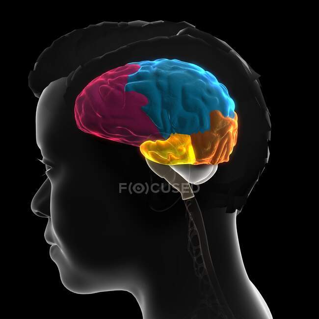 Anatomia del cervello umano, illustrazione 3D. I lobi del cervello sono codificati per colore: lobo frontale (rosa), lobo parietale (blu), lobo occipitale (arancione) e lobo temporale (giallo). — Foto stock