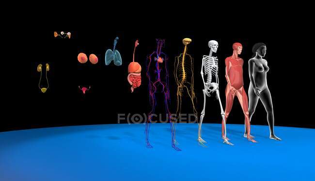 Human body systems, 3d illustration. Anatomy of a female body showing rom right to left the muscular, skeletal, nervous, cardiovascular, digestive, respiratory, reproductive, sensory and urinary system. — Stock Photo