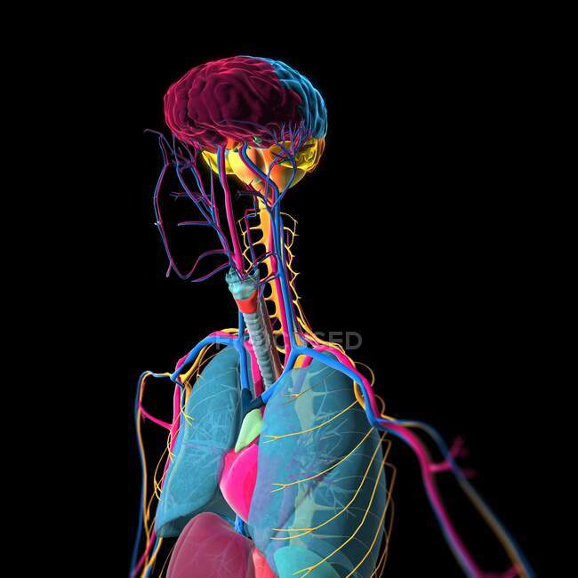 3D-Illustration der inneren Organe eines menschlichen Körpers mit Herz-Kreislauf-System, Nervensystem und Gehirn. — Stockfoto