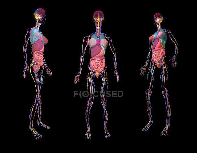 Anatomie humaine, illustration 3D. — Photo de stock