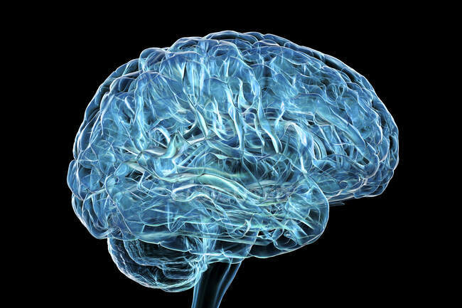 Cervello umano, illustrazione al computer. — Foto stock