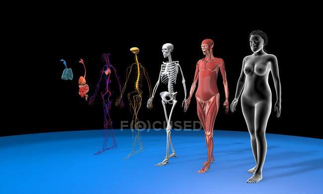 Systèmes du corps humain, illustration 3D. Anatomie d'un corps féminin montrant de droite à gauche le système musculaire, squelettique, nerveux, cardiovasculaire, digestif et respiratoire. — Photo de stock