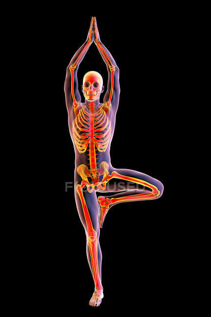Illustration of the skeleton of a person in the tree pose, or Vrikshasana. — Stock Photo