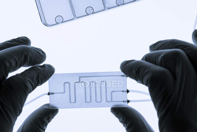 Un órgano en un chip. Este es un dispositivo microfluídico que simula órganos biológicos. - foto de stock