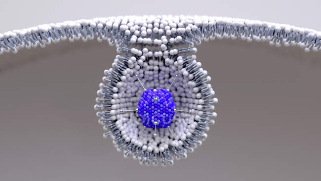 Illustration of an adenovirus particle entering a cell. Adenoviruses are the largest viruses not to have a protein coat covering their capsid — Stock Photo