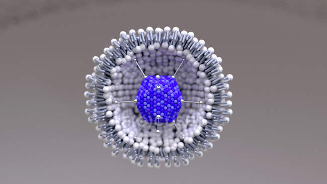 Illustration eines Adenovirus-Partikels in einem Clathrin-beschichteten Vesikel, mit dem es in eine menschliche Zelle gelangt — Stockfoto