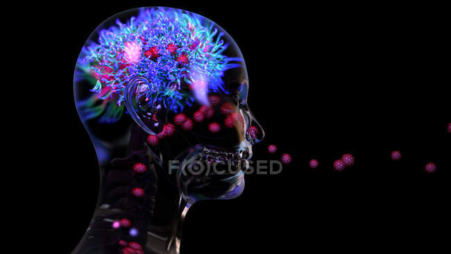Иллюстрация вируса SARS-Cov-2 (красного цвета), вызывающего ковид-19, поражающего мозг — стоковое фото