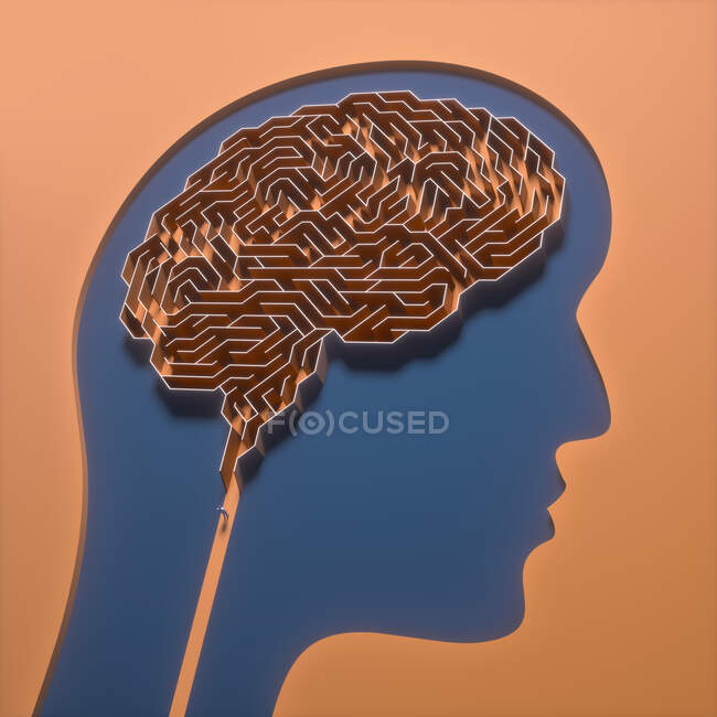 Human brain, conceptual illustration. — Stock Photo