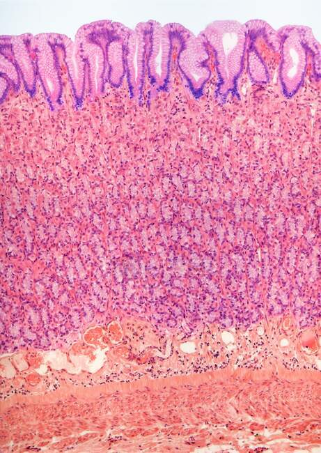Doublure de l'estomac. Micrographie lumineuse colorée (LM) de l'estomac. La lumière est en haut (blanc). La surface de la muqueuse se compose de cellules cylindriques simples qui sécrètent du mucus — Photo de stock