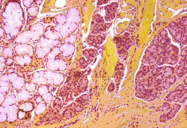 Salivary gland. Light micrograph (LM) of a sectioned gland. The submandibular glands (also called sublingual) are bilateral salivary glands located in the face — Stock Photo