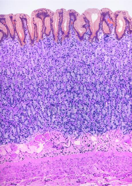 Forro do estômago. Micrografia de luz colorida (ML) do estômago. O lúmen está no topo (branco). A superfície da mucosa consiste em células colunares simples que secretam muco — Fotografia de Stock