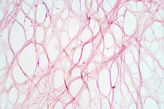 Tessuto connettivo areolare, micrografo leggero. — Foto stock