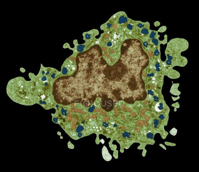Macrofagos. Micrografía electrónica de transmisión coloreada (TEM) de una célula macrófaga. El núcleo de la célula es marrón. Las mitocondrias (naranja) en el citoplasma celular producen energía para la célula. Los lisosomas (azul) contienen enzimas para digerir partículas extrañas - foto de stock