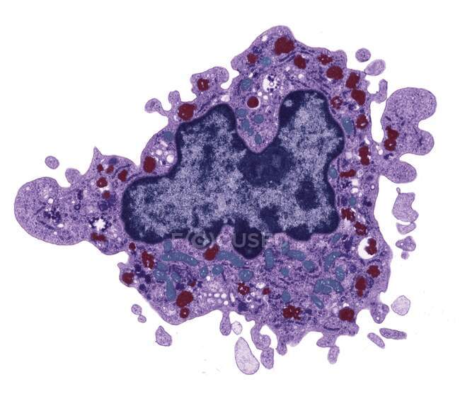 Makrophagen. Farbige Transmissionselektronenmikroskopie (TEM) einer Makrophagen-Zelle. Der Zellkern ist blau. Mitochondrien (Cyan) im Zytoplasma der Zelle produzieren Energie für die Zelle. Lysosomen (rot) enthalten Enzyme zur Verdauung von Fremdpartikeln. M — Stockfoto