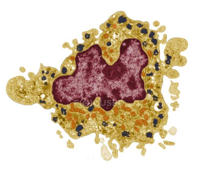 Macrophage. Micrographie électronique à transmission colorée (TEM) d'une cellule macrophagique. Le noyau cellulaire est rouge. Les mitochondries (orange) du cytoplasme cellulaire produisent de l'énergie pour la cellule. Lysosomes (noir) contiennent des enzymes pour la digestion des particules étrangères. — Photo de stock