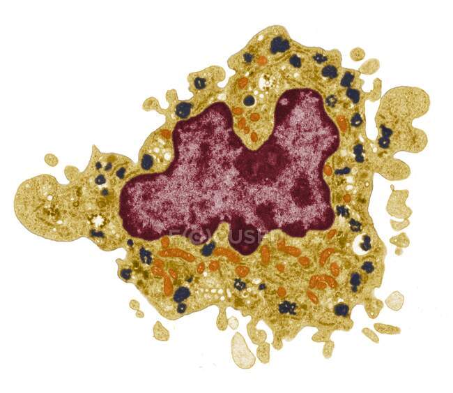 Makrofag Cvetnoj Peredayushij Elektronnyj Mikrograf Tem Makrofagovoj Kletki Yadro Kletki Krasnoe Mitohondrii Oranzhevye V Citoplazme Kletki Proizvodyat Energiyu Dlya Kletki Lizosomy Chernye Soderzhat Fermenty Dlya Perevarivaniya Chuzherodnyh Chastic