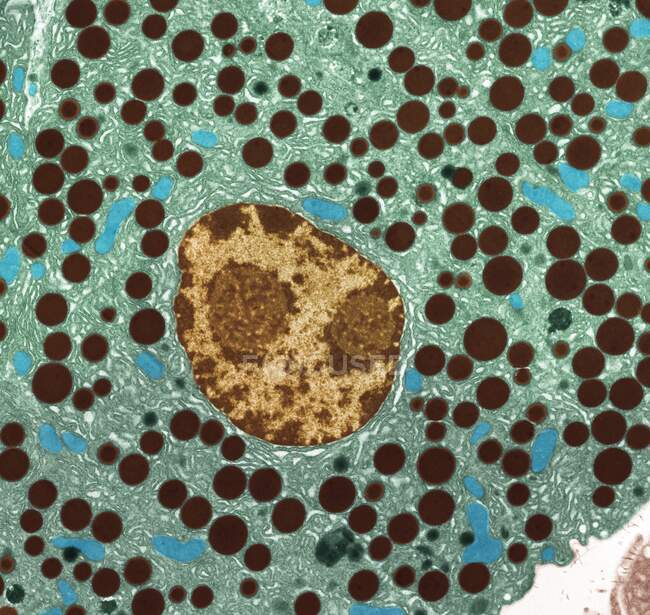 Bauchspeicheldrüsengewebe. Transmissionselektronenmikrographie (TEM) eines Teils der exokrinen Bauchspeicheldrüse. Hier sind Zymogengranulate und Zellkerne zu sehen. Im Bild ist das endoplasmatische Retikulum, das das Zytoplasma ausfüllt, deutlich sichtbar. — Stockfoto