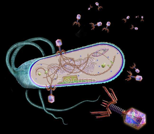 Ilustração de bacteriófagos (roxo) infectando uma célula bacteriana. Os bacteriófagos, ou fagos, infectam uma bactéria ligando-se à sua superfície (azul) e injectando material genético (castanho) na célula. — Fotografia de Stock