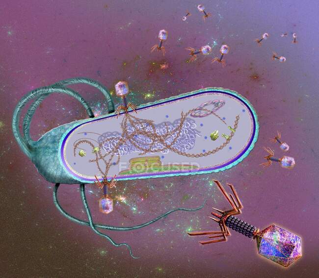 Illustration of bacteriophages (purple) infecting a bacterial cell. Bacteriophages, or phages, infect a bacterium by attaching to its surface (blue) and injecting genetic material (brown) into the cell — Stock Photo