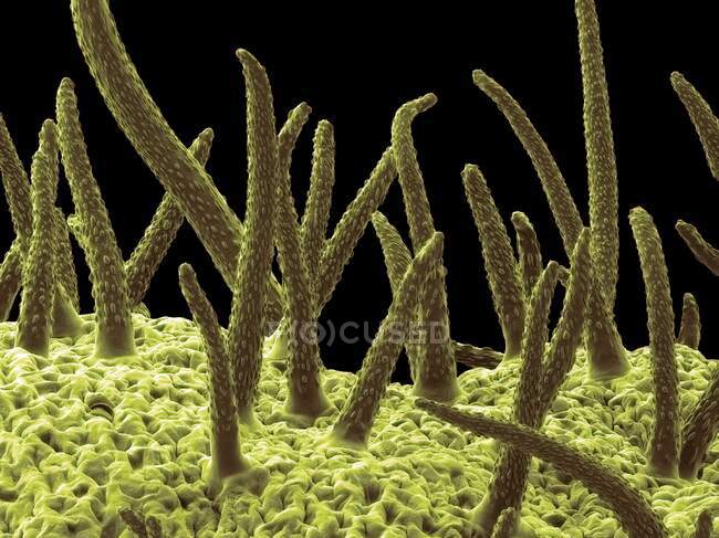 Horse chestnut leaf. Coloured scanning electron micrograph (SEM) of the underside of a horse chestnut leaf (Aesculus hippocastanum) Numerous hairs (trichomes) cover the surface — Stock Photo