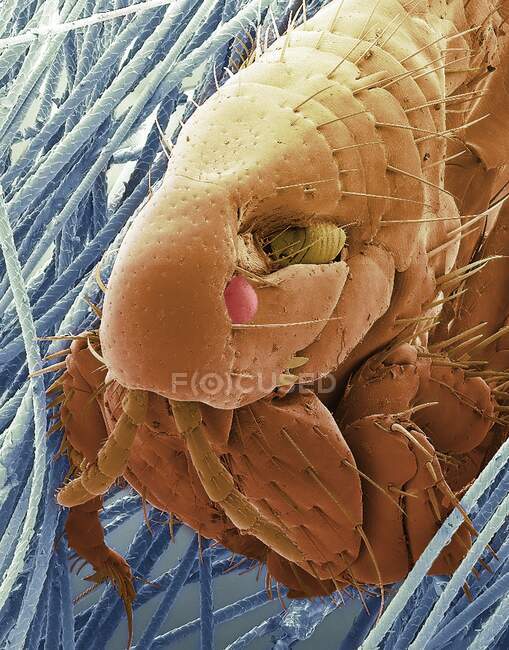 Pulga de gato. Micrografía electrónica de barrido de color (SEM) de una pulga de gato (Ctenocephalides felis). Su cuerpo es aplanado lateralmente para permitir que se mueva fácilmente a través de la piel de su huésped gato. Las antenas de la pulga pueden ser retiradas a su cabeza - foto de stock