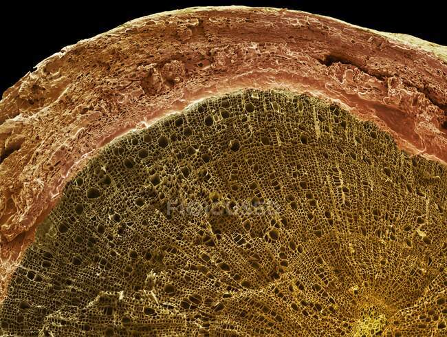 Дерев'яна стовбурова секція. Кольоровий скануючий електронний мікрограф (SEM) поперечного перерізу через стебло деревної рослини. Більшість тканин, які видно тут, вторинний ксилем (темно-коричневий ) — стокове фото