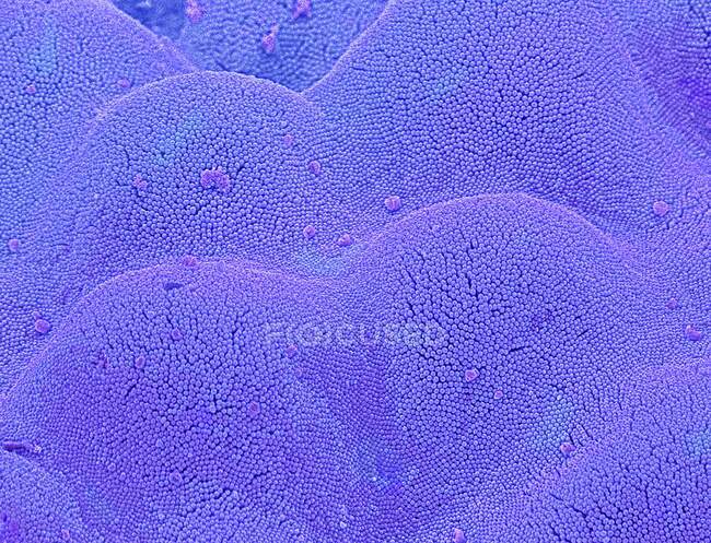 Кишечные микроворсинки. Цветной сканирующий электронный микрограф (СЭМ) микроворсинки из тонкой кишки. Эти крошечные структуры образуют плотное кистообразное покрытие на поглощающих поверхностях клеток, выстилающих тонкий кишечник. — стоковое фото