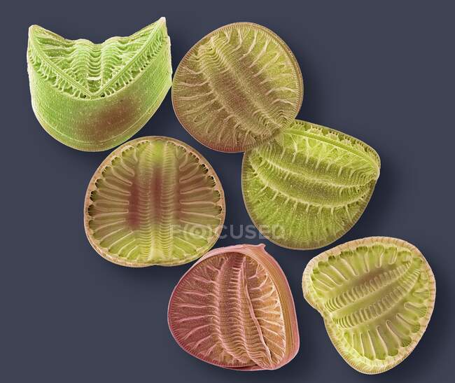 Diatomeas. Micrografía electrónica de barrido de color (SEM) de diatomeas de la especie Campylodiscus. Las diatomeas son un grupo de algas unicelulares fotosintéticas que contienen alrededor de 100.000 especies. - foto de stock