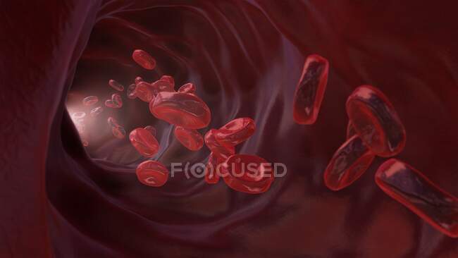 Glóbulos rojos (eritrocitos) en un vaso sanguíneo, ilustración. - foto de stock