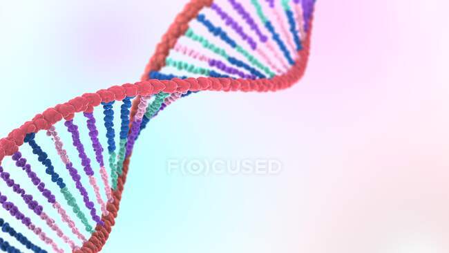 DNA-Molekül (Desoxyribonukleinsäure), Abbildung. — Stockfoto