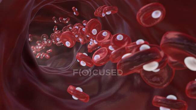 Ilustración conceptual de glóbulos rojos (eritrocitos) con moléculas de oxígeno (blanco) en una arteria. - foto de stock