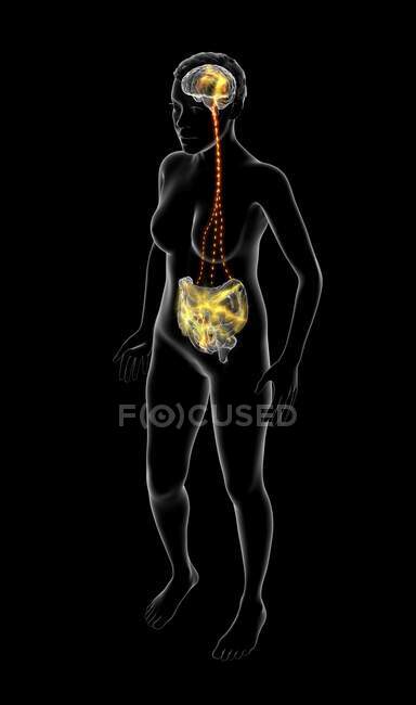 Иллюстрация связи между мозгом и желудком. — стоковое фото