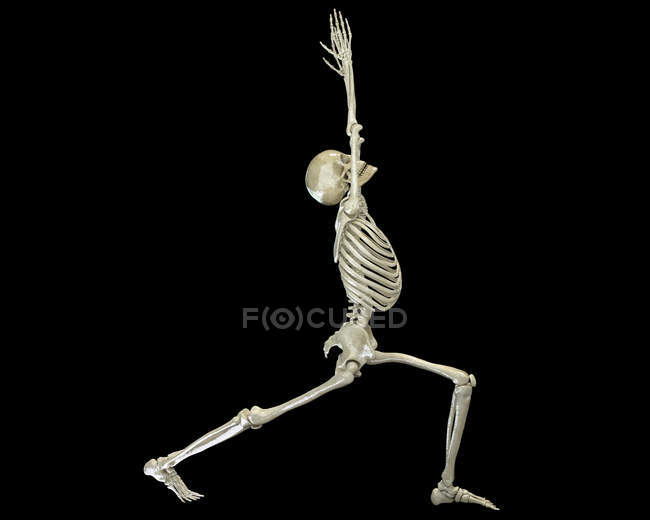 Squelette humain en guerrier 1 pose de yoga, ou virabhadrasana 1. Illustration informatique montrant l'activité squelettique dans cette posture de yoga. — Photo de stock