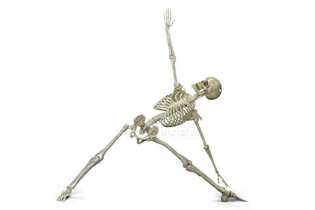 Esqueleto humano en posición de triángulo yoga, o trikonasana. Ilustración por computadora que muestra actividad esquelética en esta postura de yoga. - foto de stock