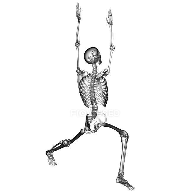 Anatomy of warrior 1 pose, or virabhadrasana 1. Computer illustration showing a male body with highlighted skeleton demonstrating the skeletal activity of this yoga posture. — Stock Photo