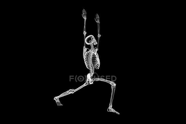 Anatomia do guerreiro 1 pose, ou virabhadrasana 1. ilustração do computador mostrando um corpo masculino com esqueleto destacado demonstrando a atividade esquelética desta postura de ioga. — Fotografia de Stock