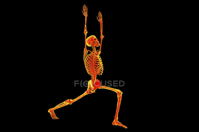 Anatomie des Kriegers 1 Pose oder virabhadrasana 1. Computerillustration, die einen männlichen Körper mit hervorgehobenem Skelett zeigt, der die Skelettaktivität dieser Yogaposition demonstriert. — Stockfoto